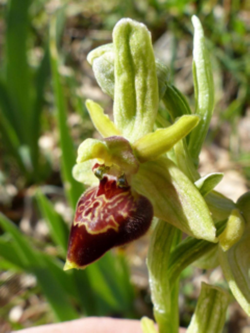 Ophrys tarquinia ?